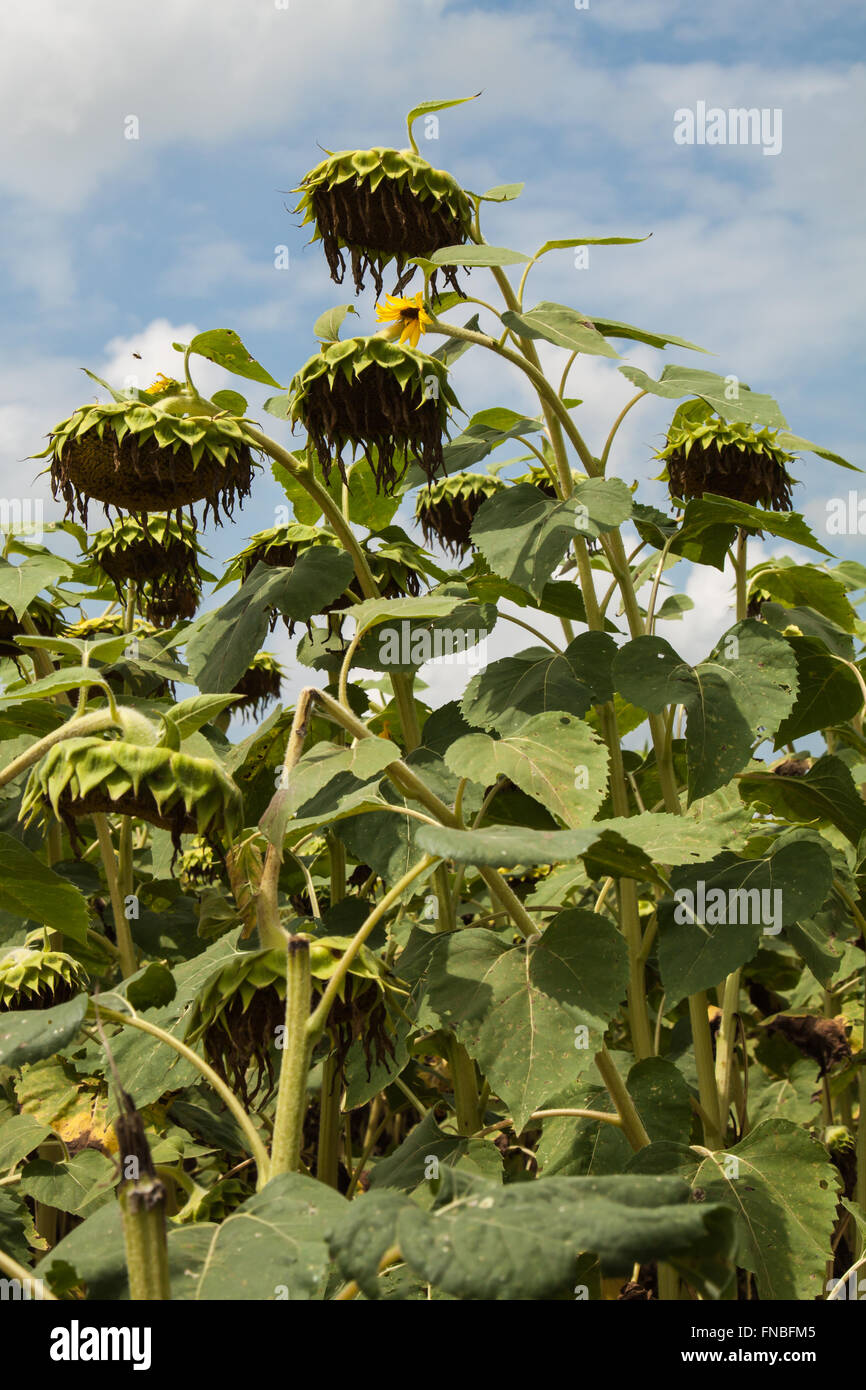 Sonnenblume Bauernhof vor der Ernte Stockfoto
