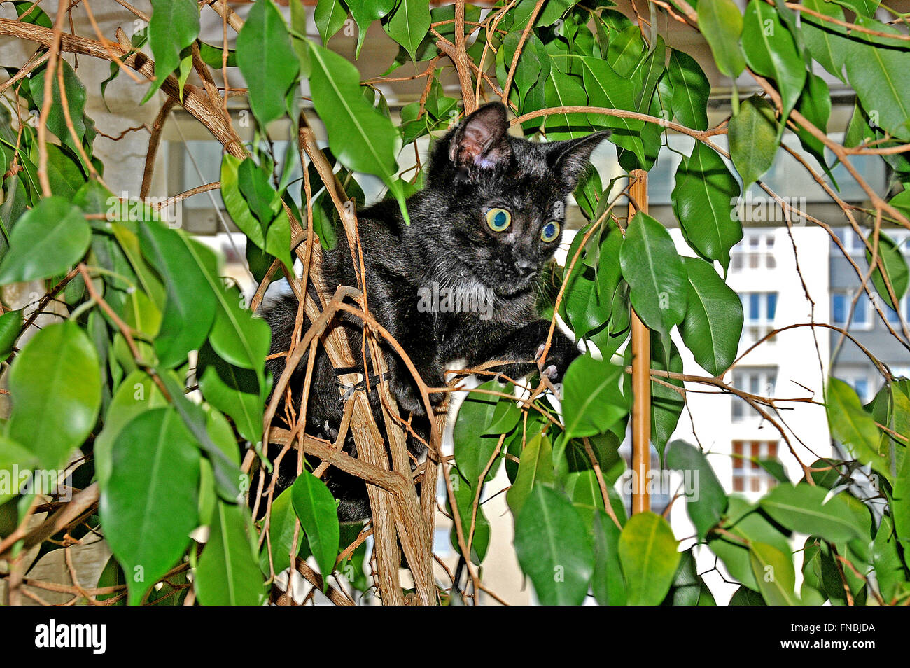 schwarze Katze in einem Baum Stockfoto