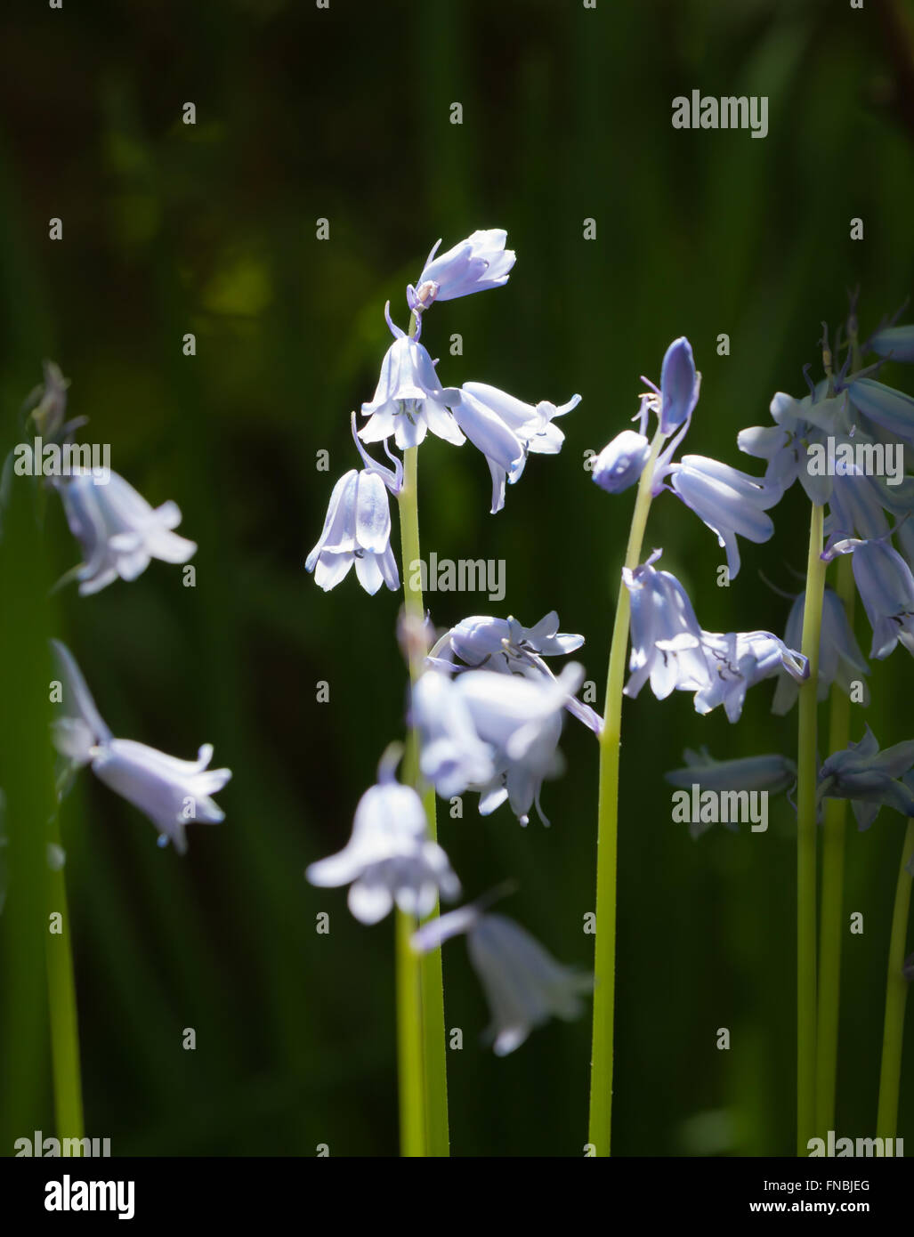 Frühling Garten blüht in Georgien Stockfoto