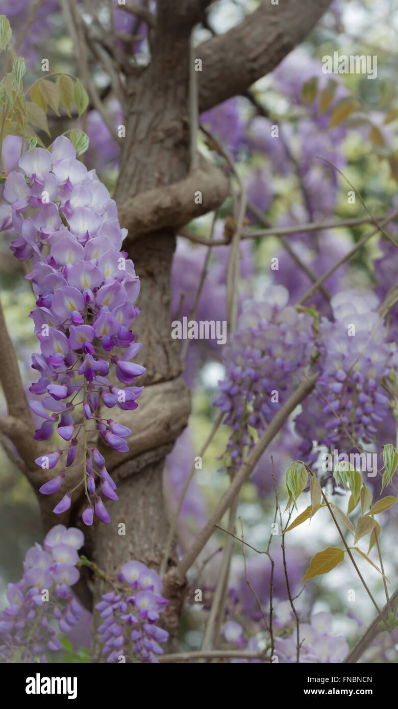 Wisteria-Rebe in voller Blüte Frühling Stockfoto