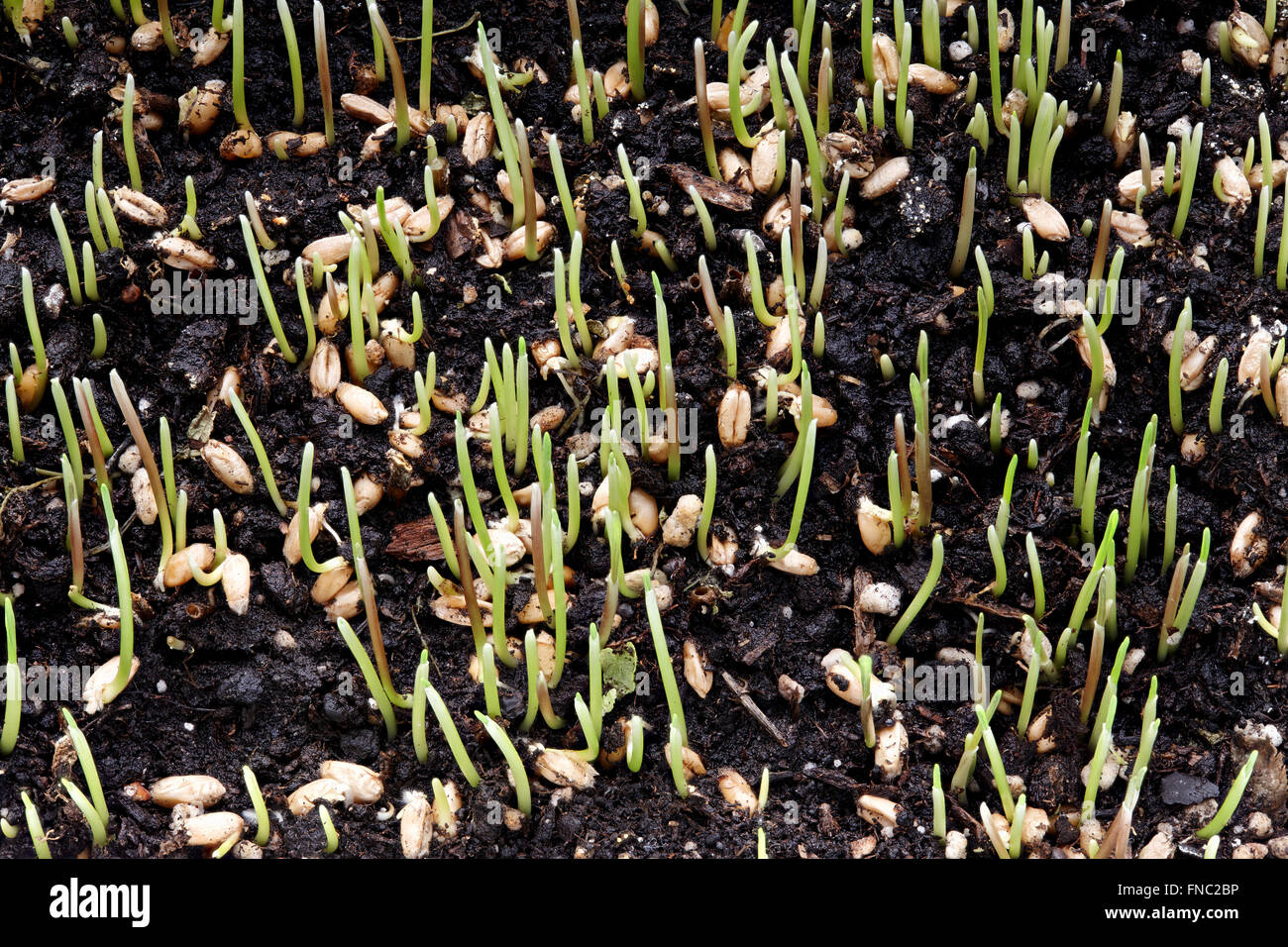 Sprossen wachsen Weizen Stockfoto