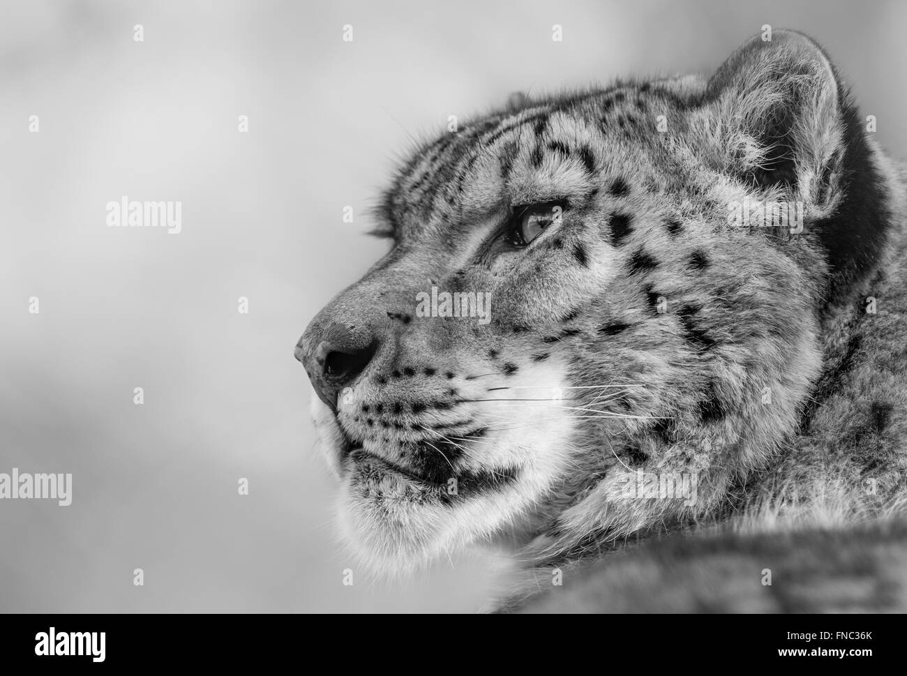 Männlichen Schneeleoparden (Profil, Monochrom) Stockfoto