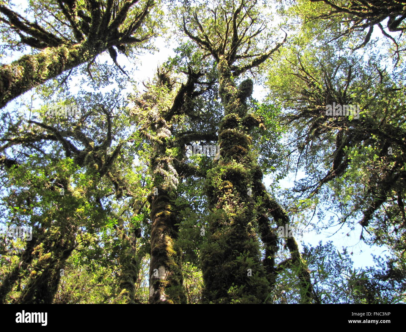 sehr alten Bäumen im Inneren des Pumalín Parks, chilenische Patagonien Stockfoto