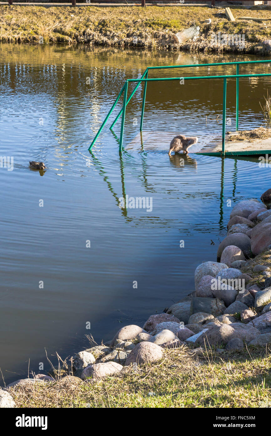 Nutria mit Enten auf einem Bauernhof in der Nähe des Teiches Stockfoto