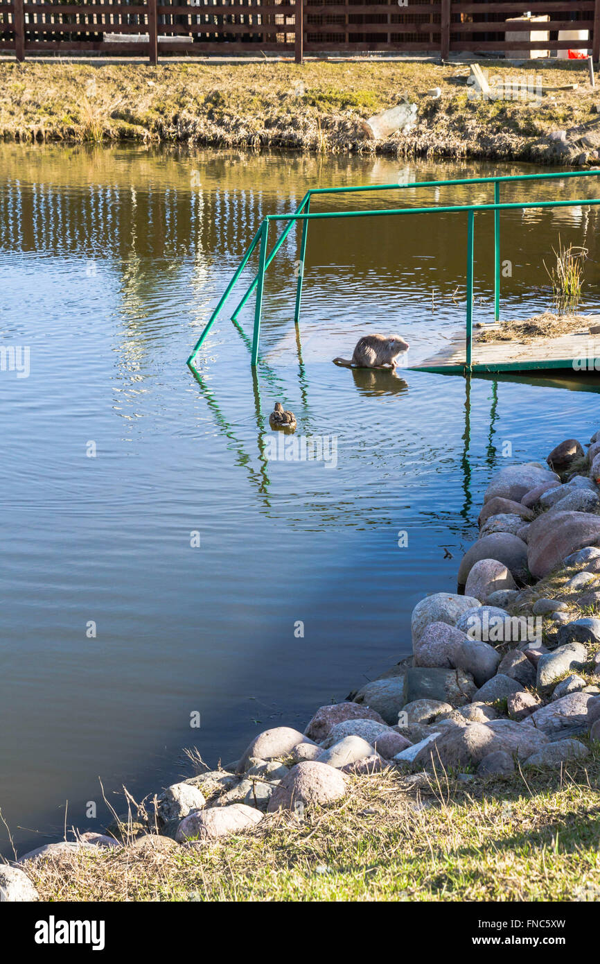 Nutria mit Enten auf einem Bauernhof in der Nähe des Teiches Stockfoto