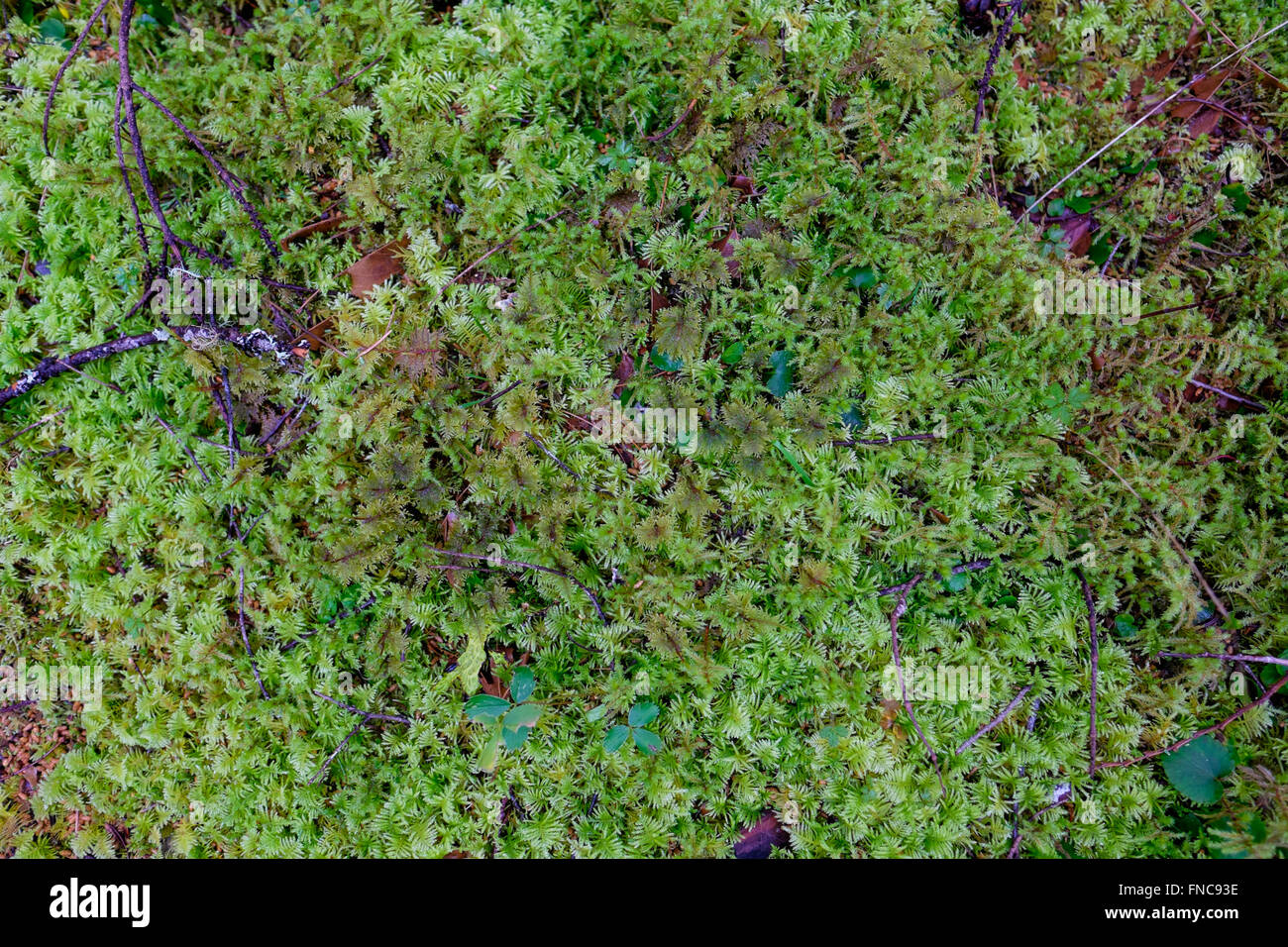 Abstrakte Textur einer Moos-Anlage in einem Wald von Oregon. Stockfoto