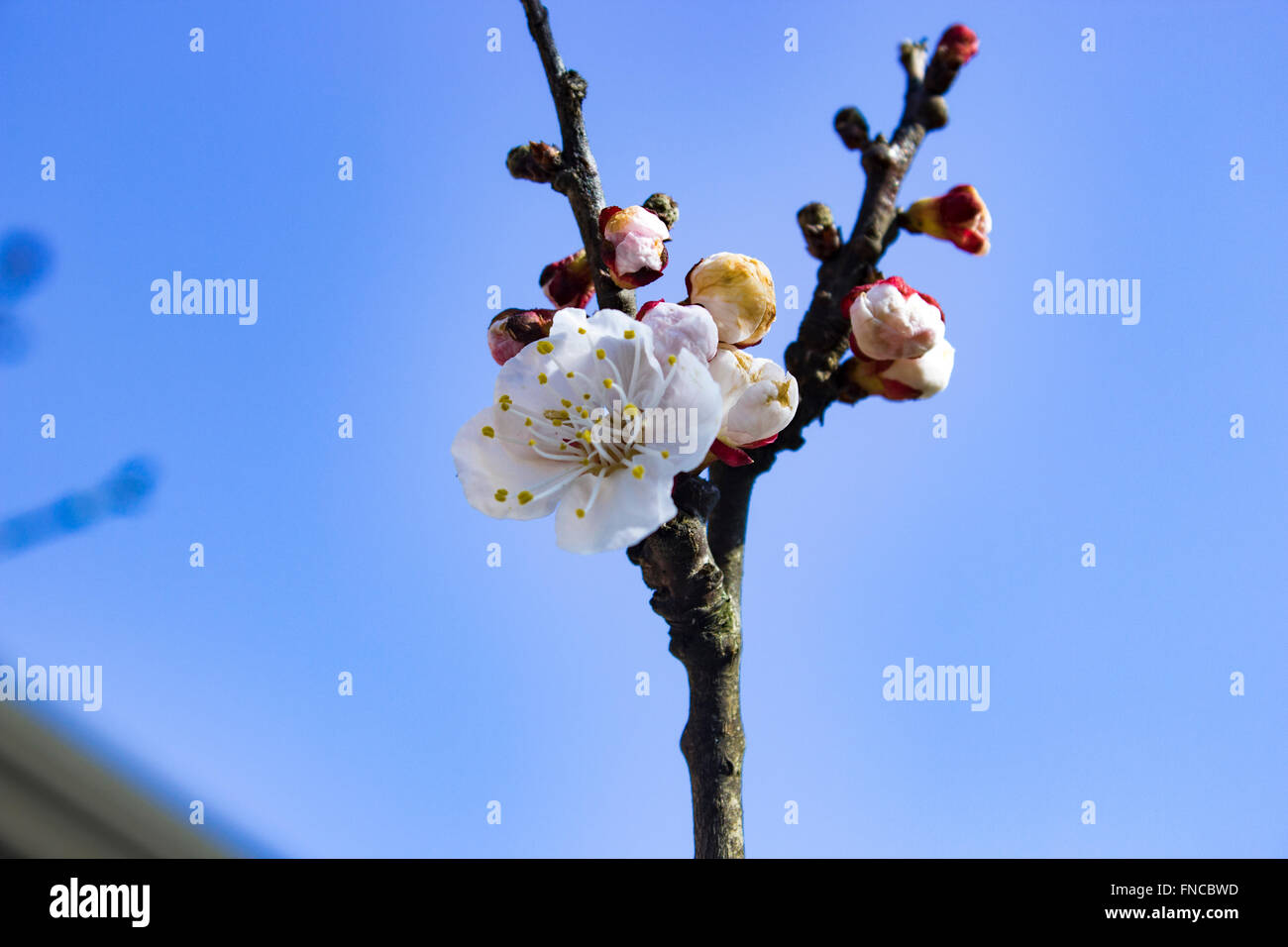 Aprikose Blüten Stockfoto