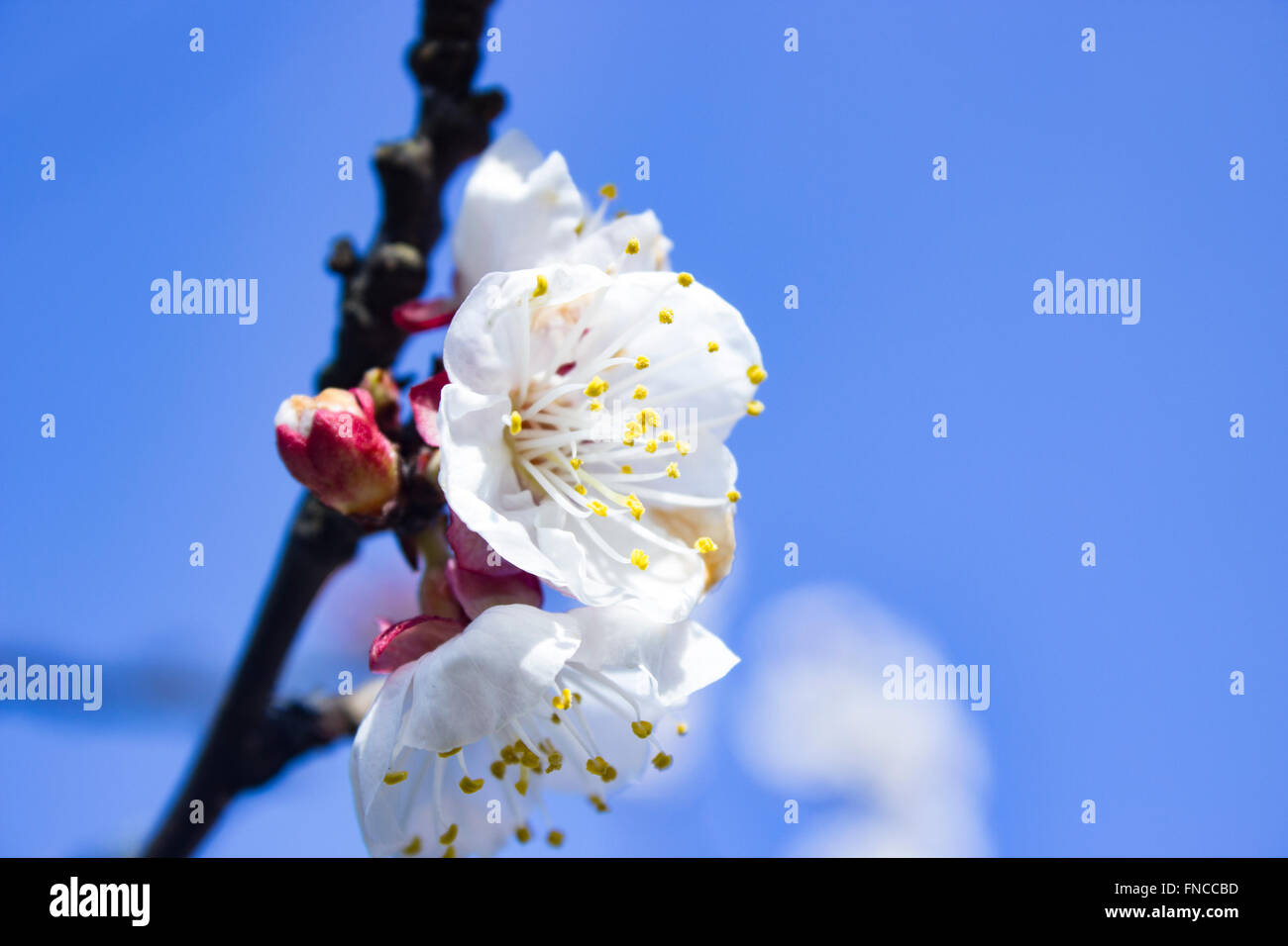 Aprikose Blüten Stockfoto