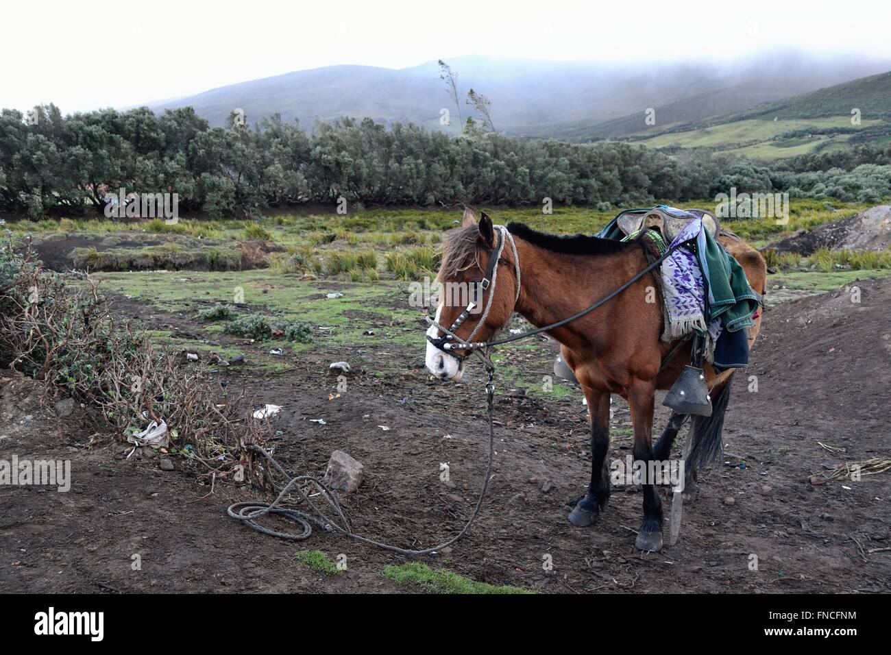 Pferd mieten - Weg zur Laguna Negra - El Porvenir Dorf - "Las Huaringas" in HUANCABAMBA. Abteilung von Piura. Peru Stockfoto