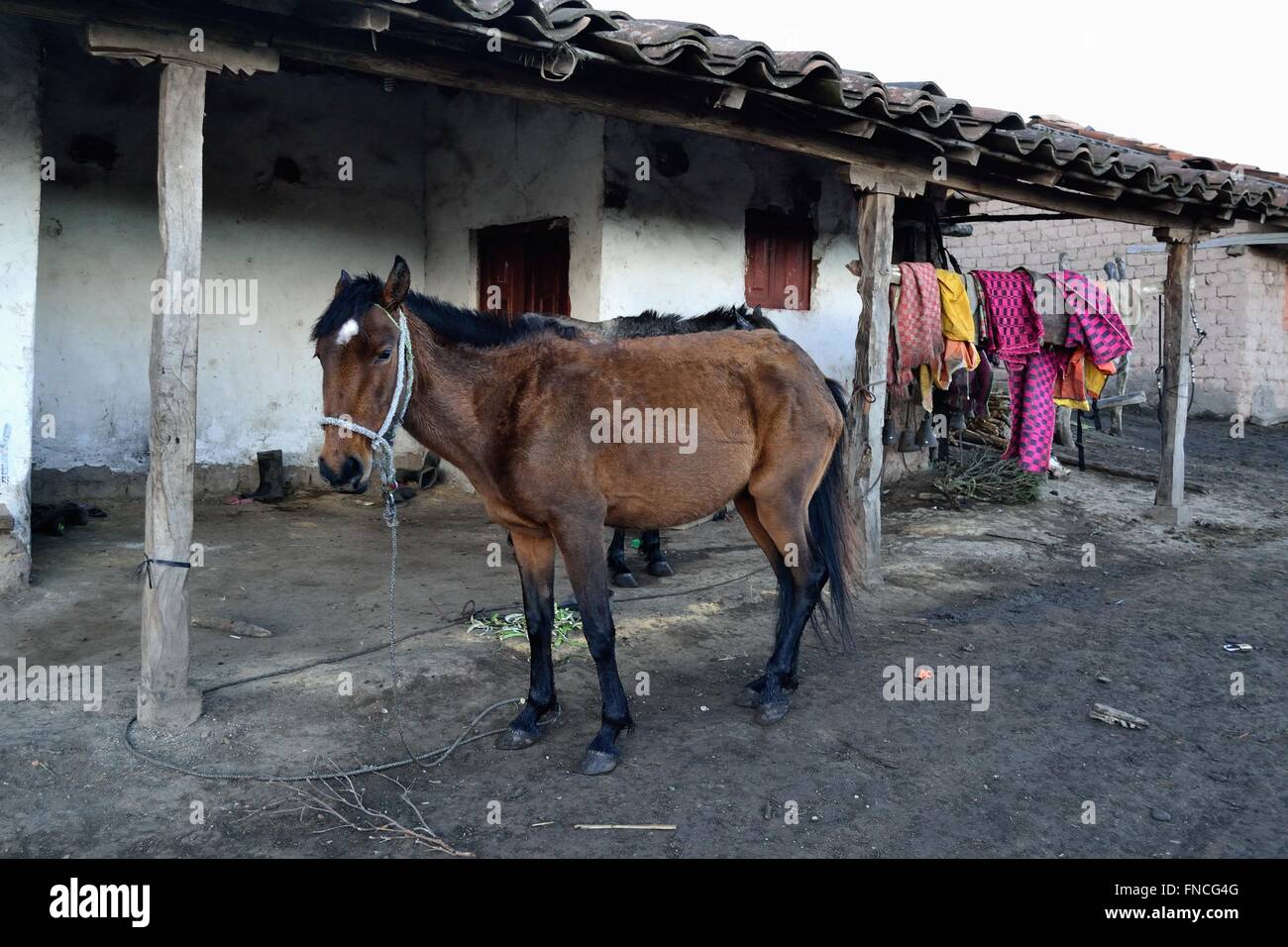 Pferd mieten - Weg zur Laguna Negra - El Porvenir Dorf - "Las Huaringas" in HUANCABAMBA. Abteilung von Piura. Peru Stockfoto