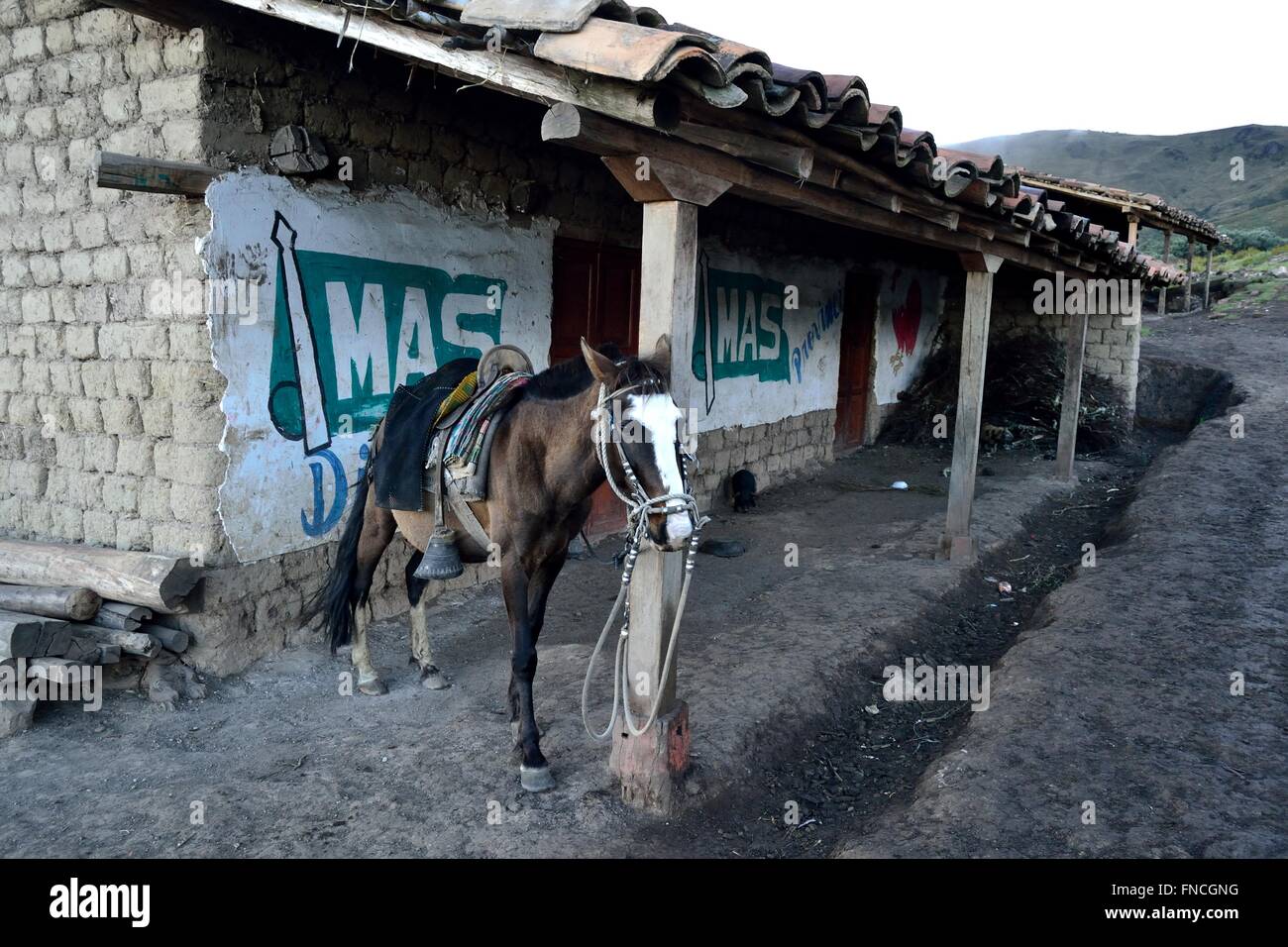 Pferd mieten - Weg zur Laguna Negra - El Porvenir Dorf - "Las Huaringas" in HUANCABAMBA. Abteilung von Piura. Peru Stockfoto