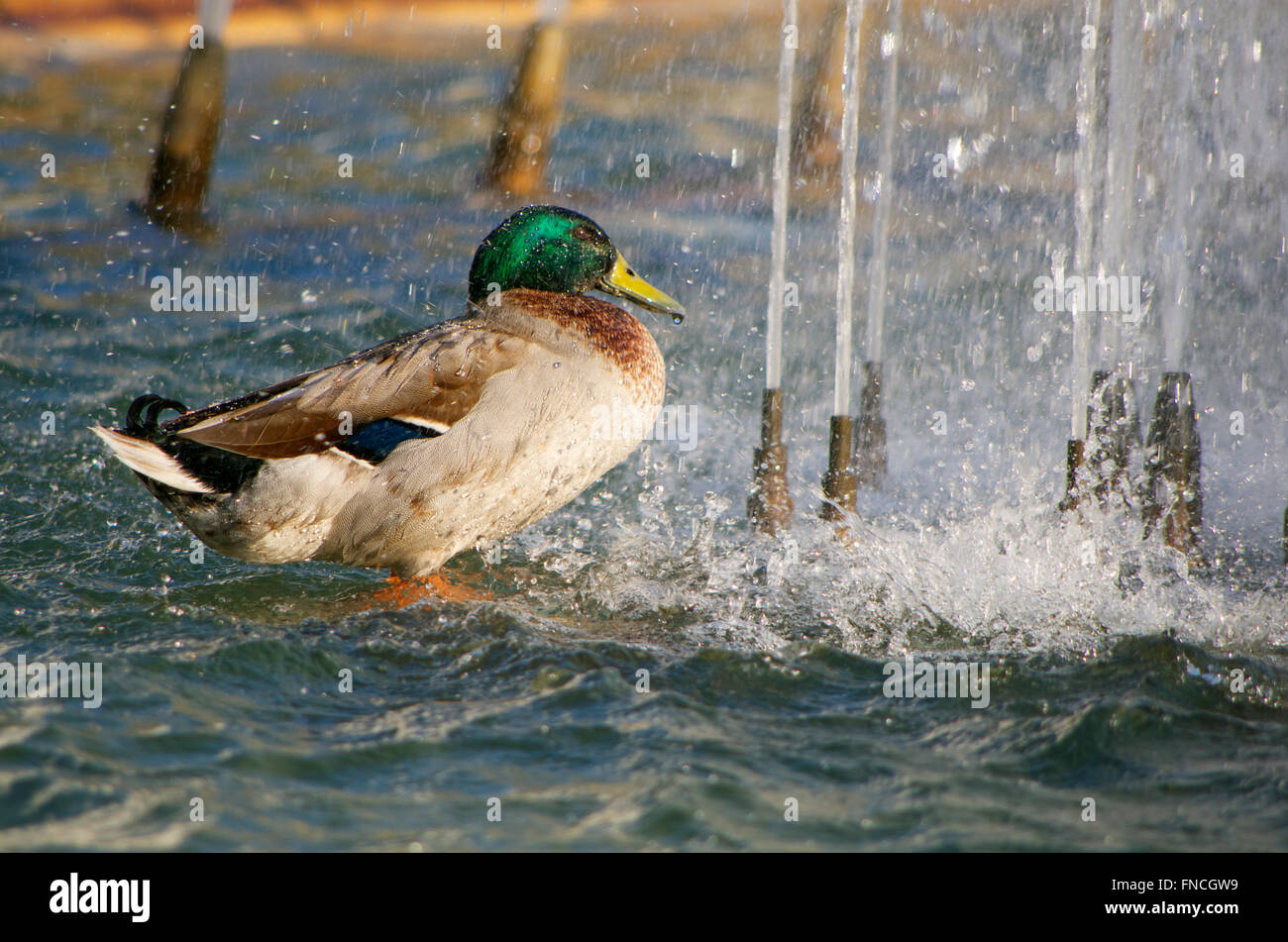 Ente genießen eine Dusche in einem öffentlichen Brunnen, Spanien Stockfoto