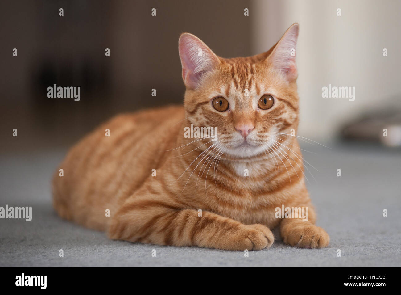 Orange gestreifte Katze beobachten Stockfoto