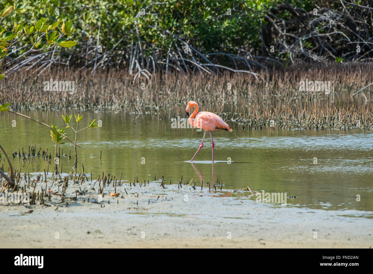 Rose Flamingo auf Bonaire, Bonaire gehört zu den wenigen Brutstätten der Welt für diese Vögel. Stockfoto