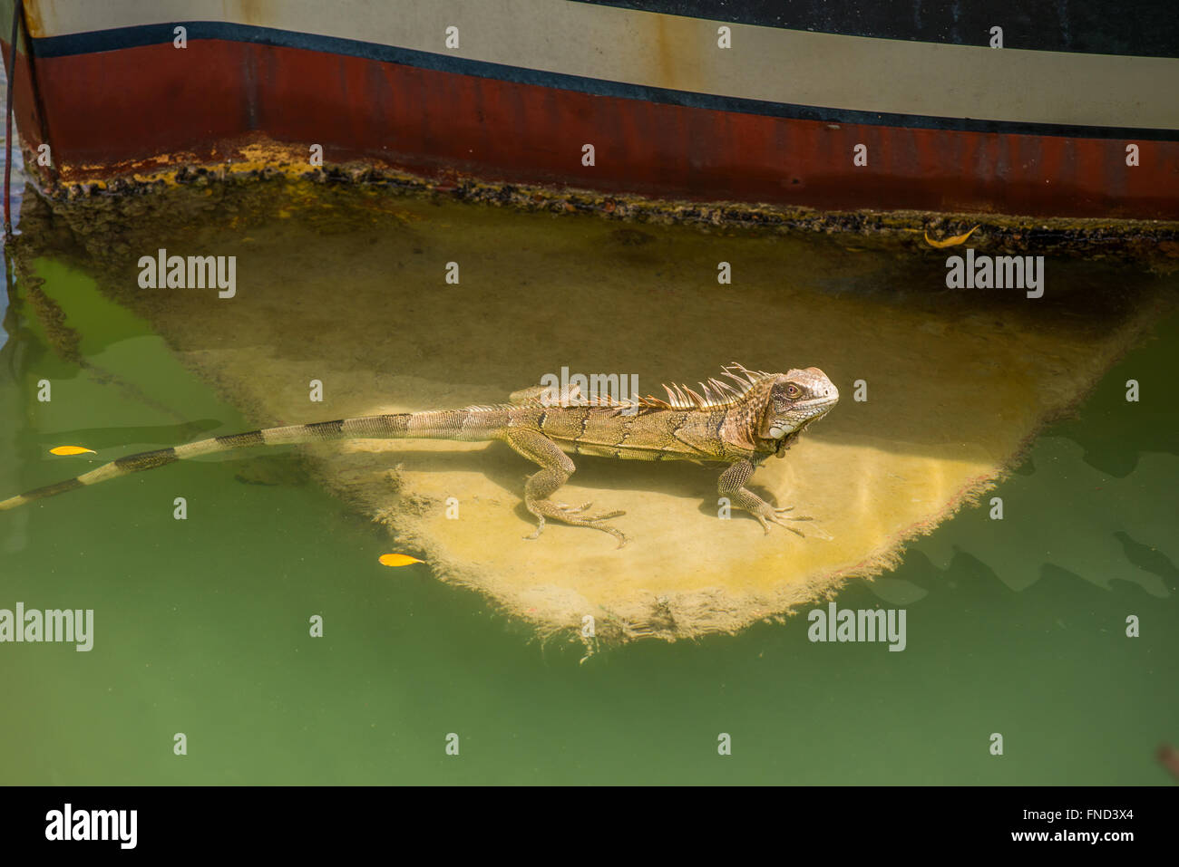 Grüner Leguan ruht auf das Schwert des Bootes nach dem Schwimmen. Stockfoto