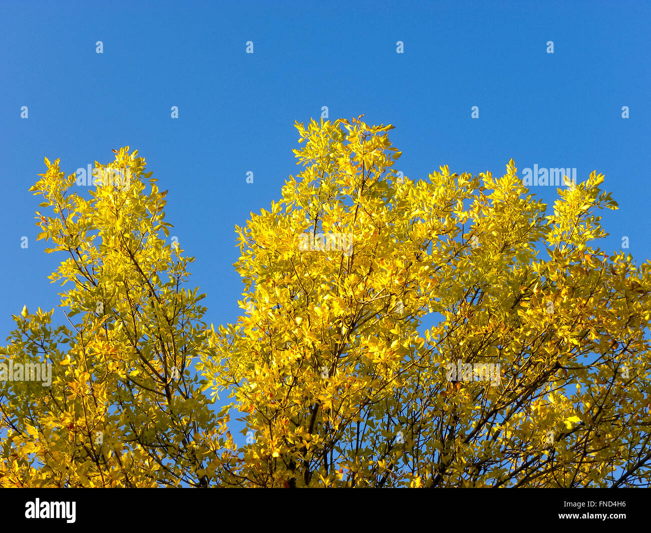 Baum mit gelben Blättern gegen strahlend blauen Himmel. Stockfoto