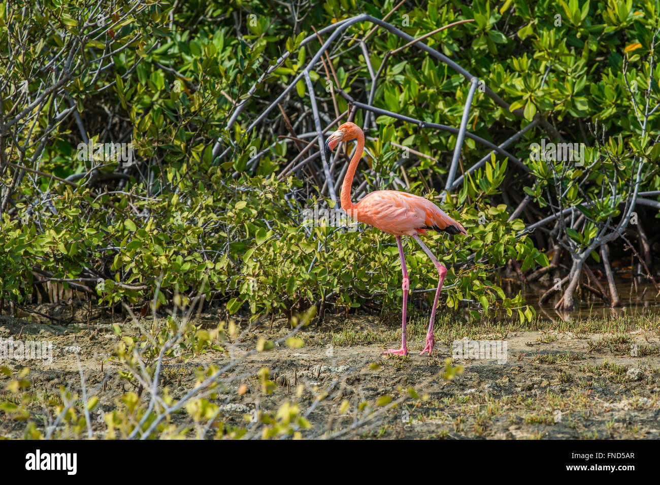 Rose Flamingo auf Bonaire, Bonaire gehört zu den wenigen Brutstätten der Welt für diese Vögel. Stockfoto
