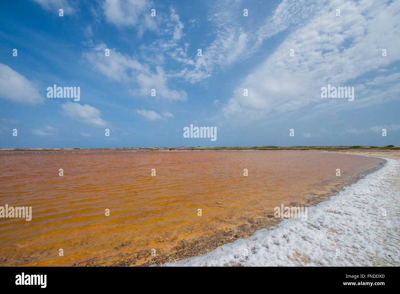 Schöne Collard in der Nähe der Salinen von Bonaire, das Wasser Wasserwechsel Kragen wegen der Algen im Wasser. Stockfoto