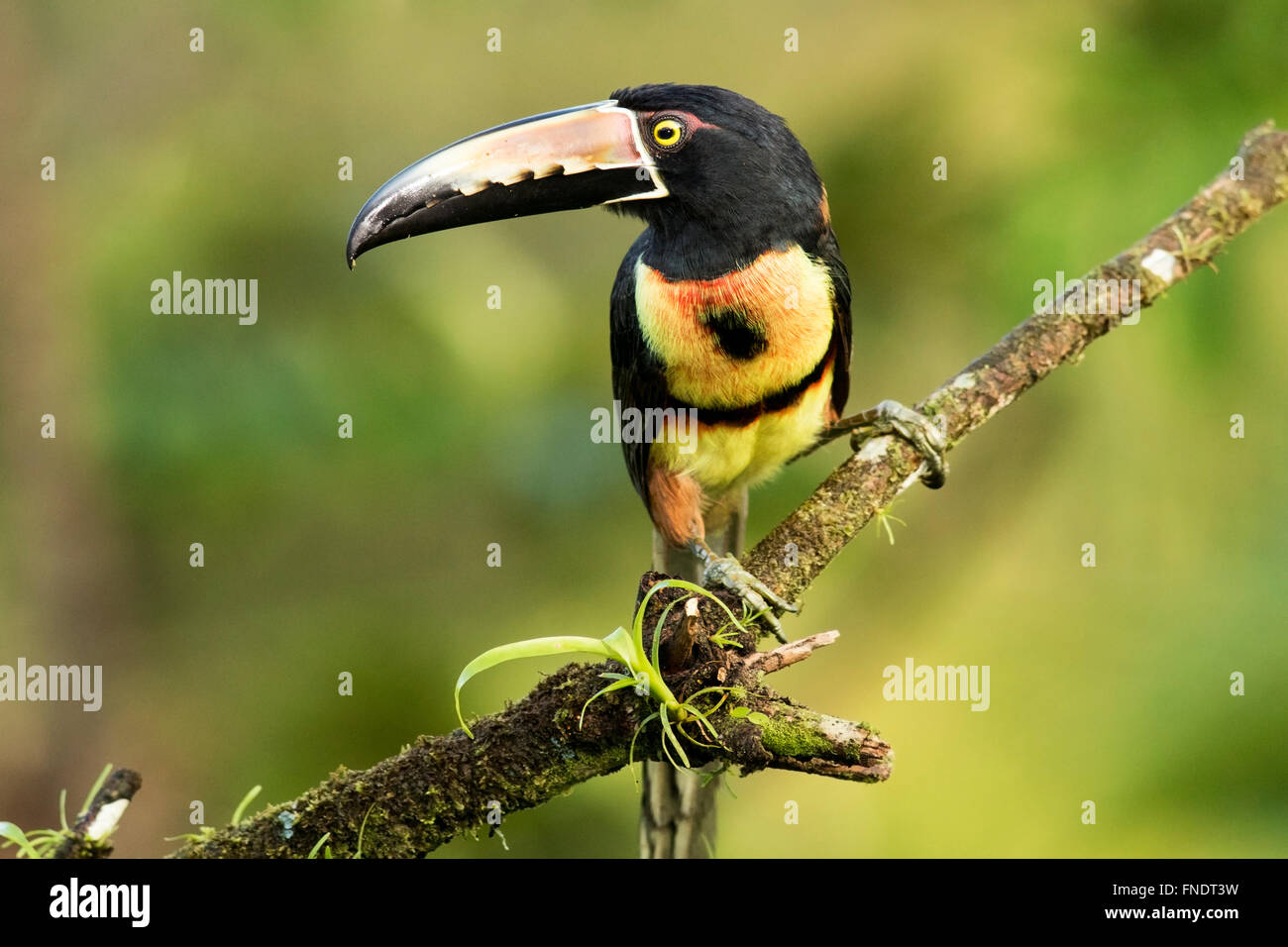 Collared Aracari - La Laguna del Lagarto Lodge - Boca Tapada, San Carlos, costarica Stockfoto