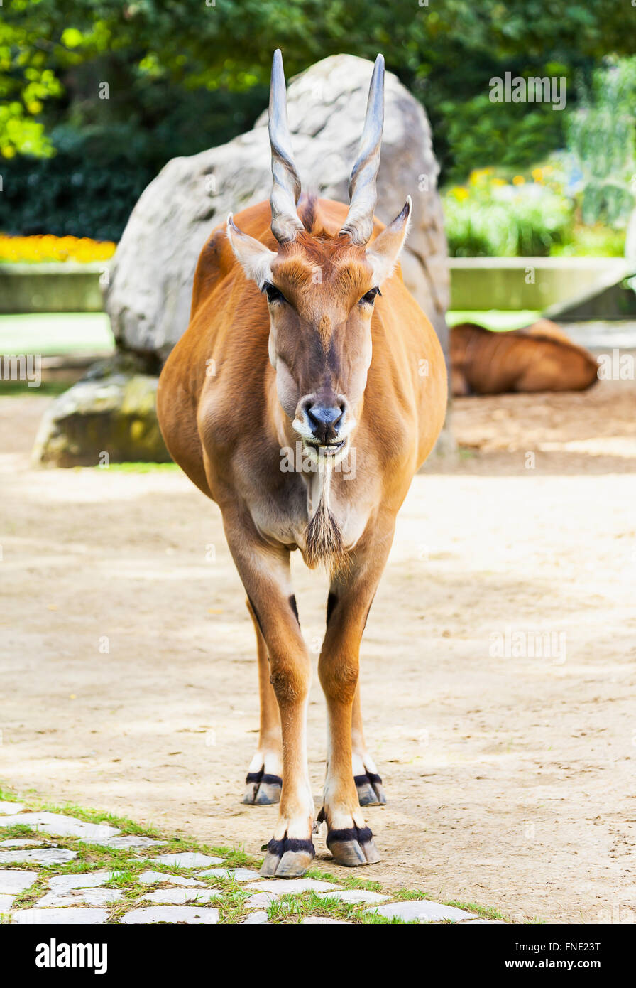 Eland-Antilopen stehen in einen Tierpark Stockfoto