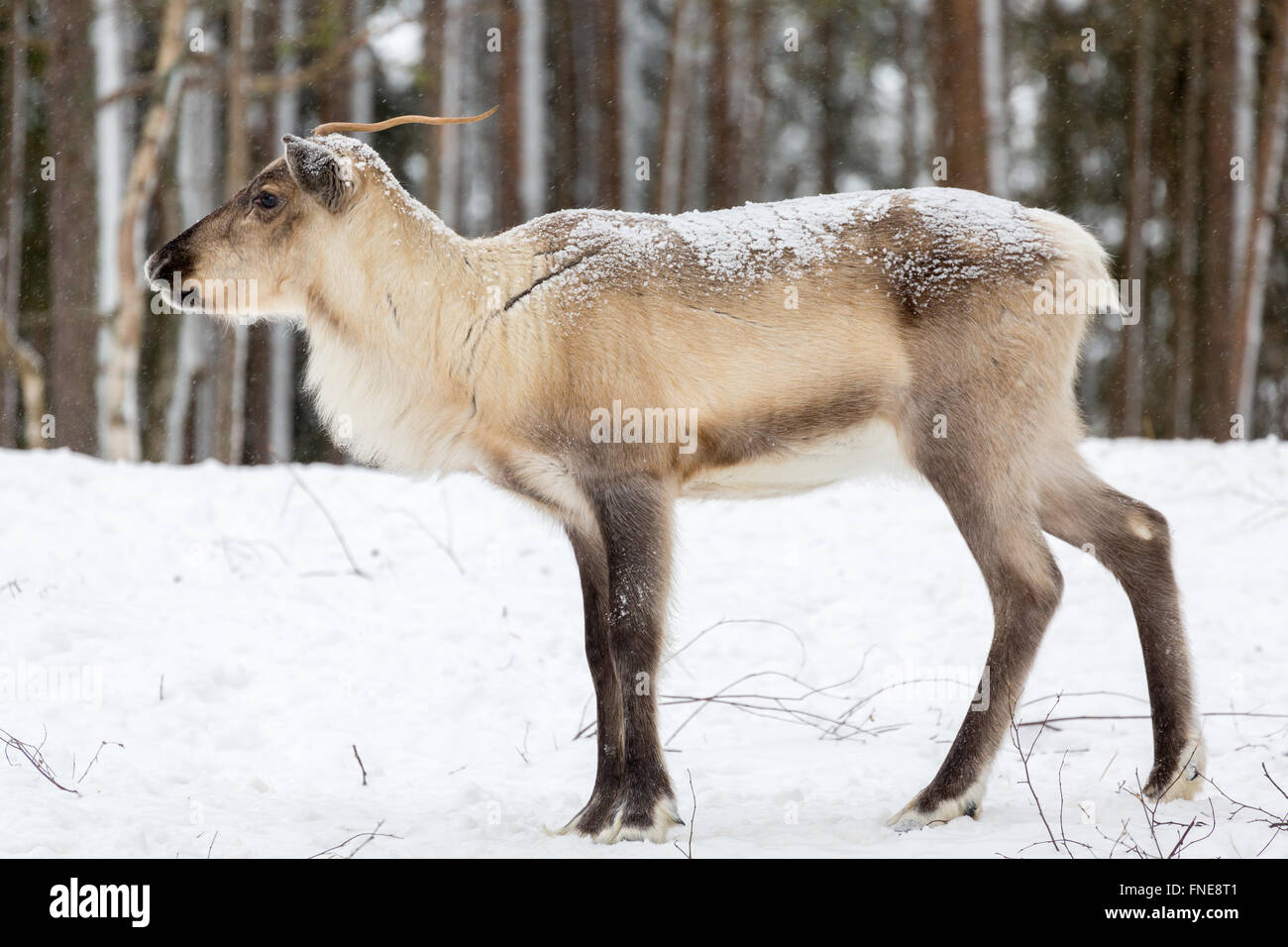 Rentier (Rangifer Tarandus) im Schnee, Gefangenschaft, Kivilompolio, in der Nähe von Rovaniemi, Lappland, Finnland Stockfoto