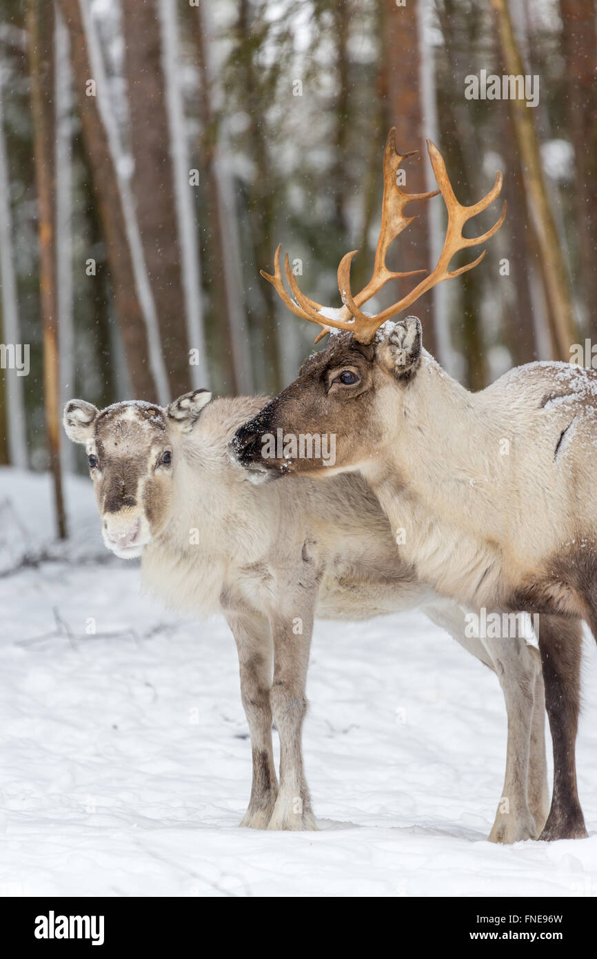 Zwei Rentiere (Rangifer Tarandus) im Schnee, Gefangenschaft, Kivilompolio, in der Nähe von Rovaniemi, Lappland, Finnland Stockfoto