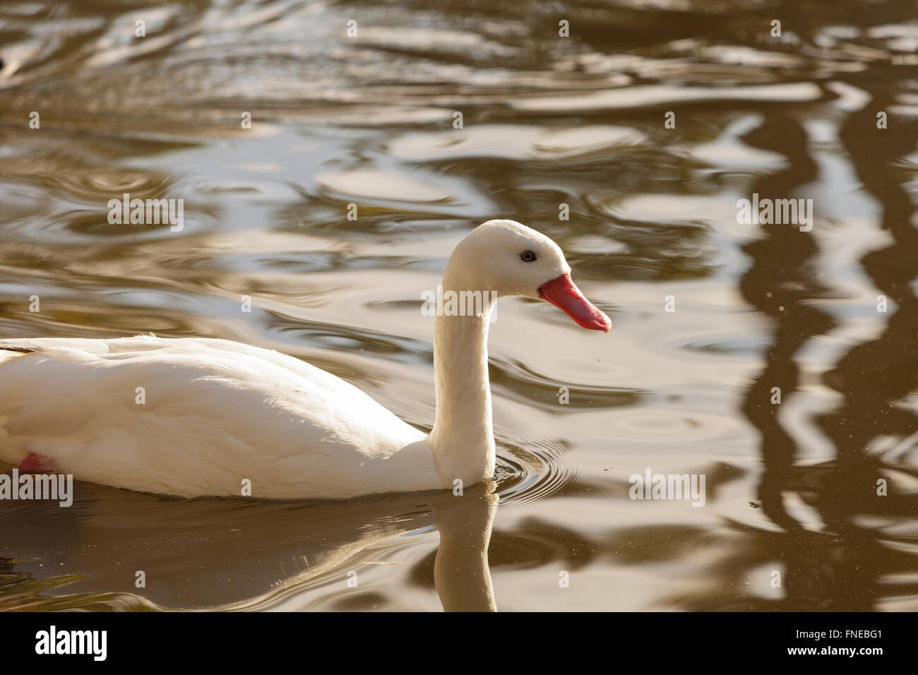 Weiße Schnee-Gans, Chen, schwimmt in einem Teich Stockfoto