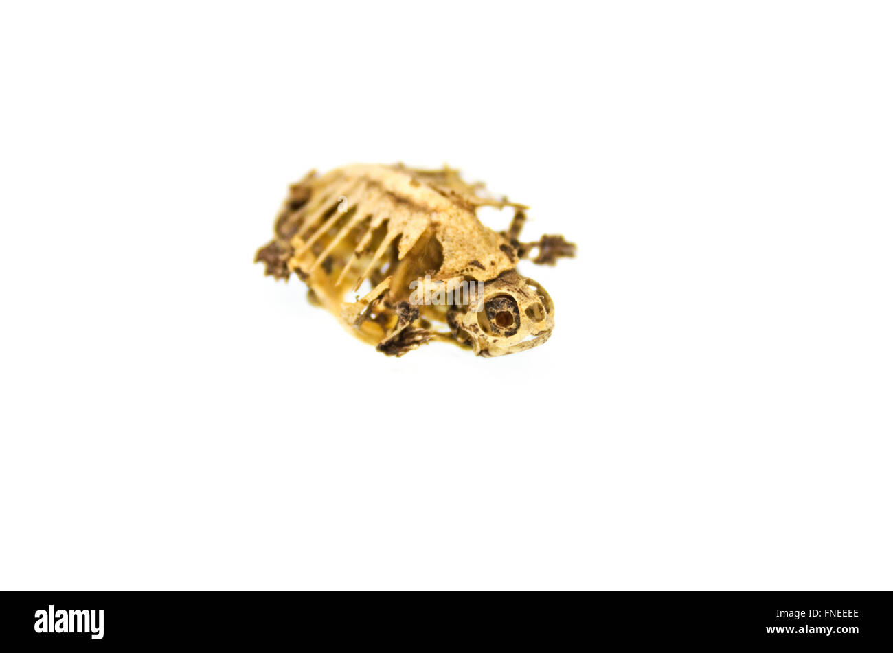 Baby Schildkröte Skelett; Southbridge, Massachusetts. Stockfoto