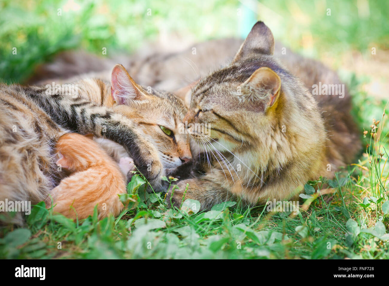 Katzenfamilie. Mutter Vater und Neugeborene Stockfoto