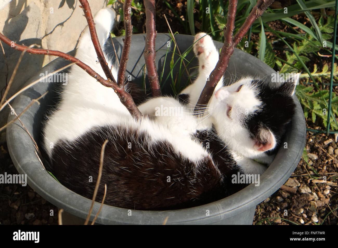 Britische Hauskatze entspannend in der frühen Frühlingssonne in einen Blumentopf mit einem Strauch noch das Blatt drin. März 2016 Stockfoto