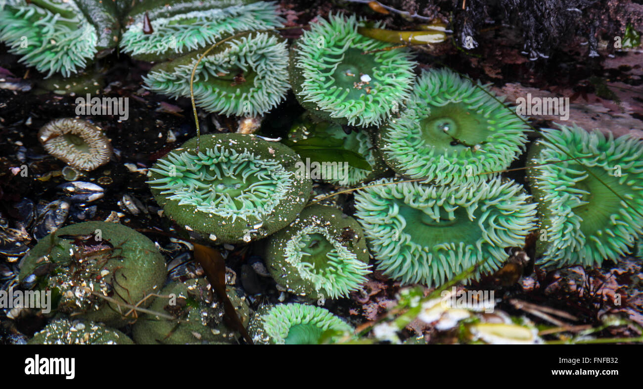 Riesige grüne Seeanemone, tide Pool anzeigen Stockfoto