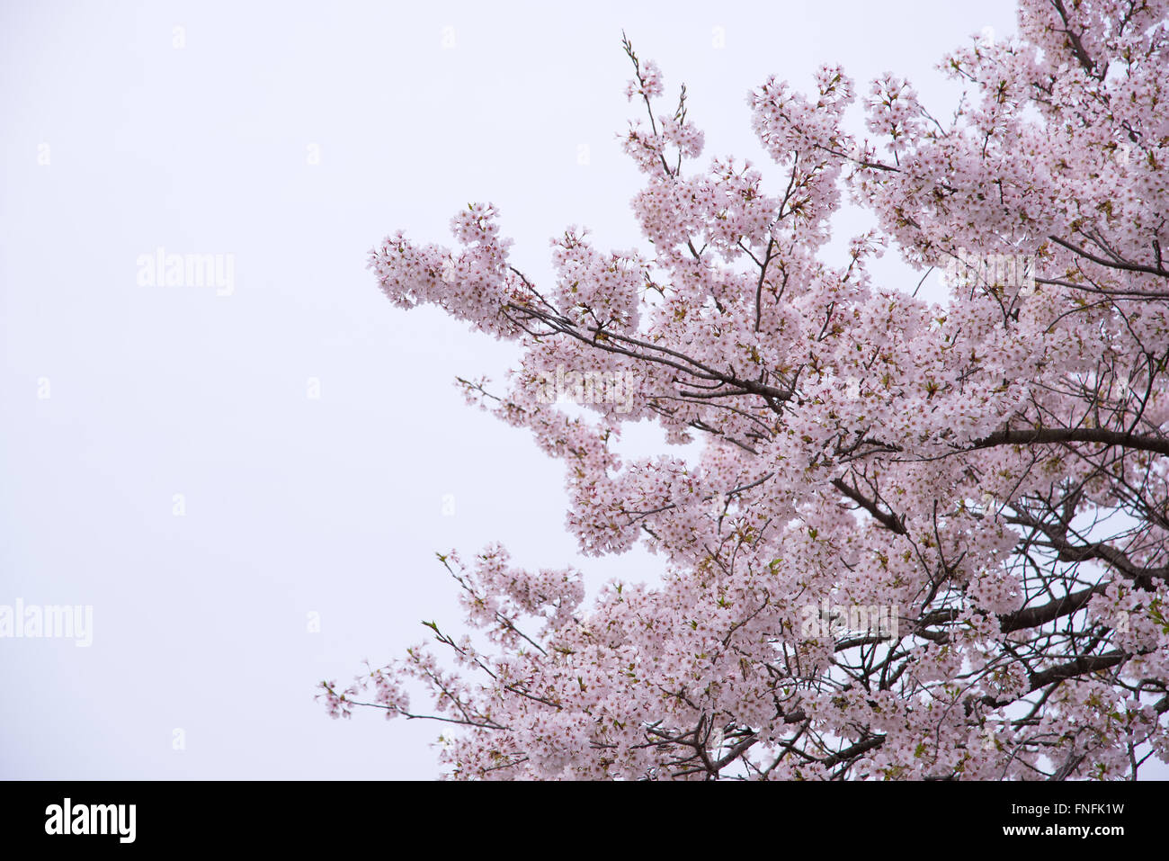 Kirschblüten im Frühling in japan Stockfoto