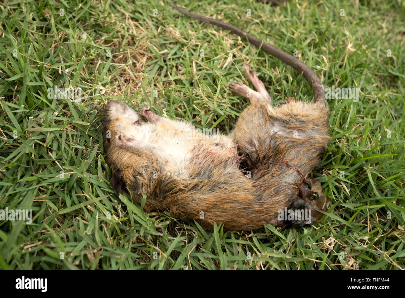 eine tote Ratte auf Rasen Stockfoto