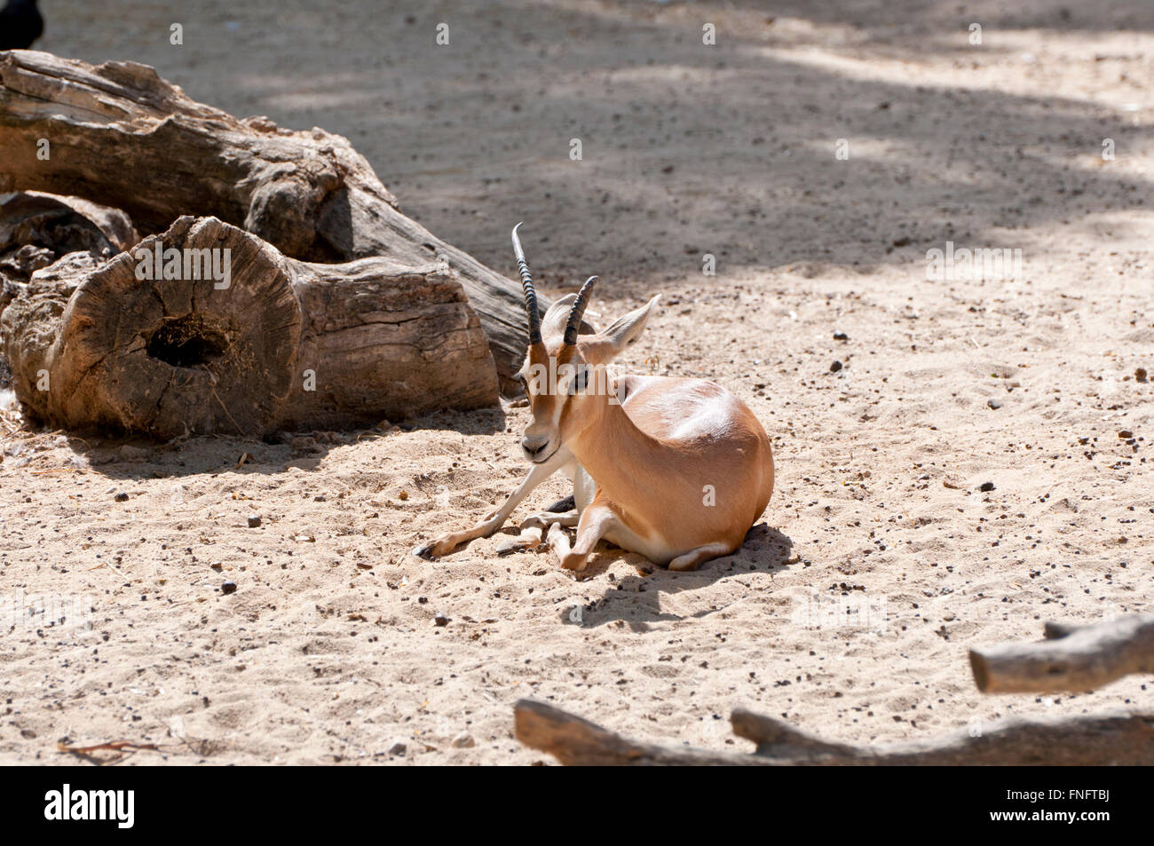 Dorcas Gazelle, Gazella dorcas Stockfoto