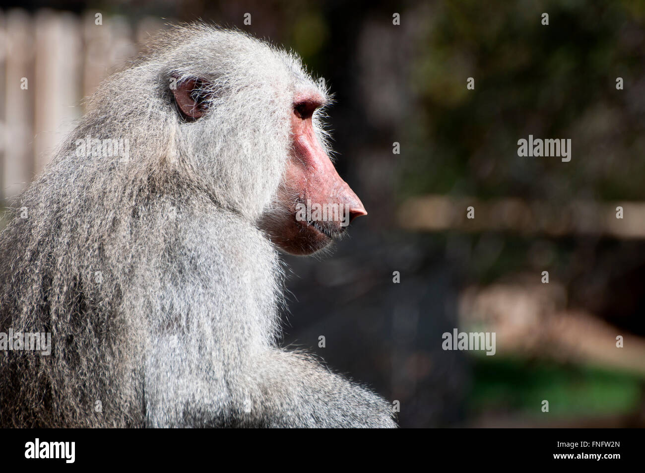 Gelbe Pavian, Papio cynocephalus Stockfoto