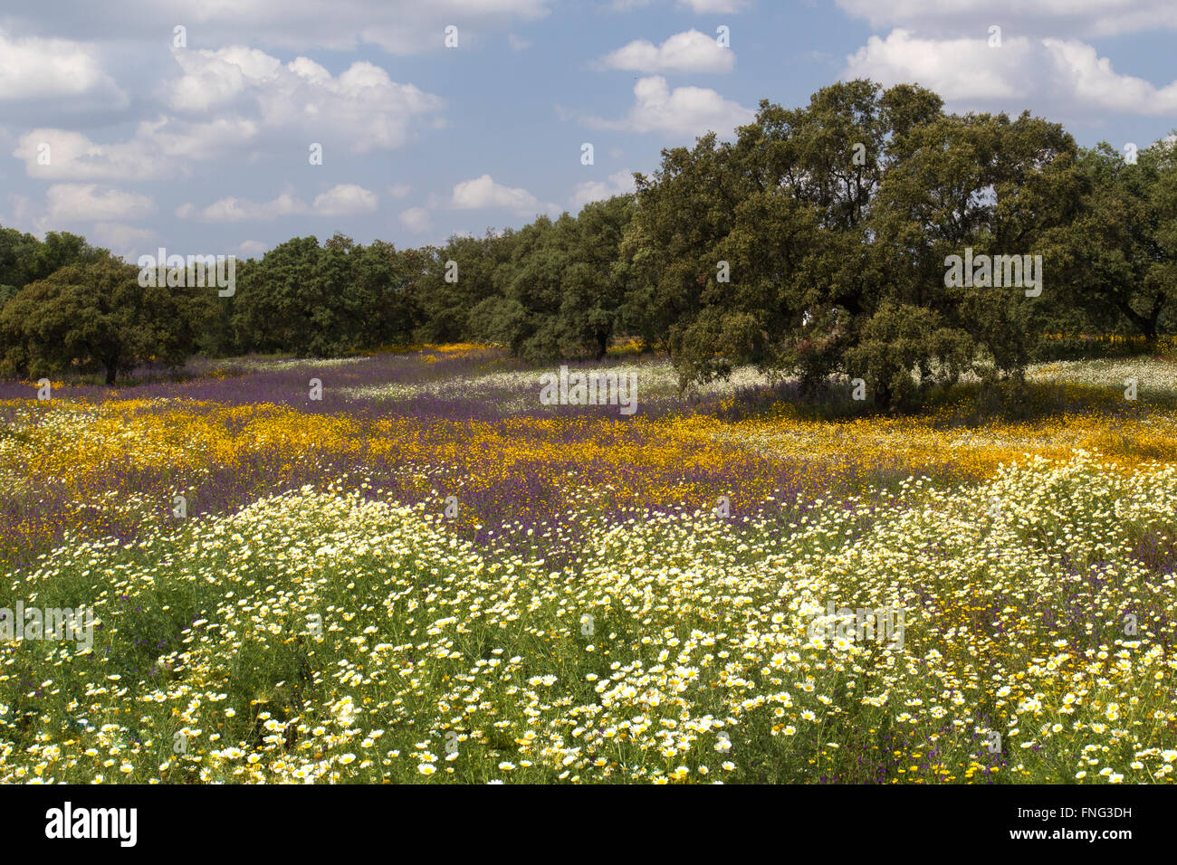 bunte, blumenreiche Wiese im Nationalpark Donana, Spanien Stockfoto