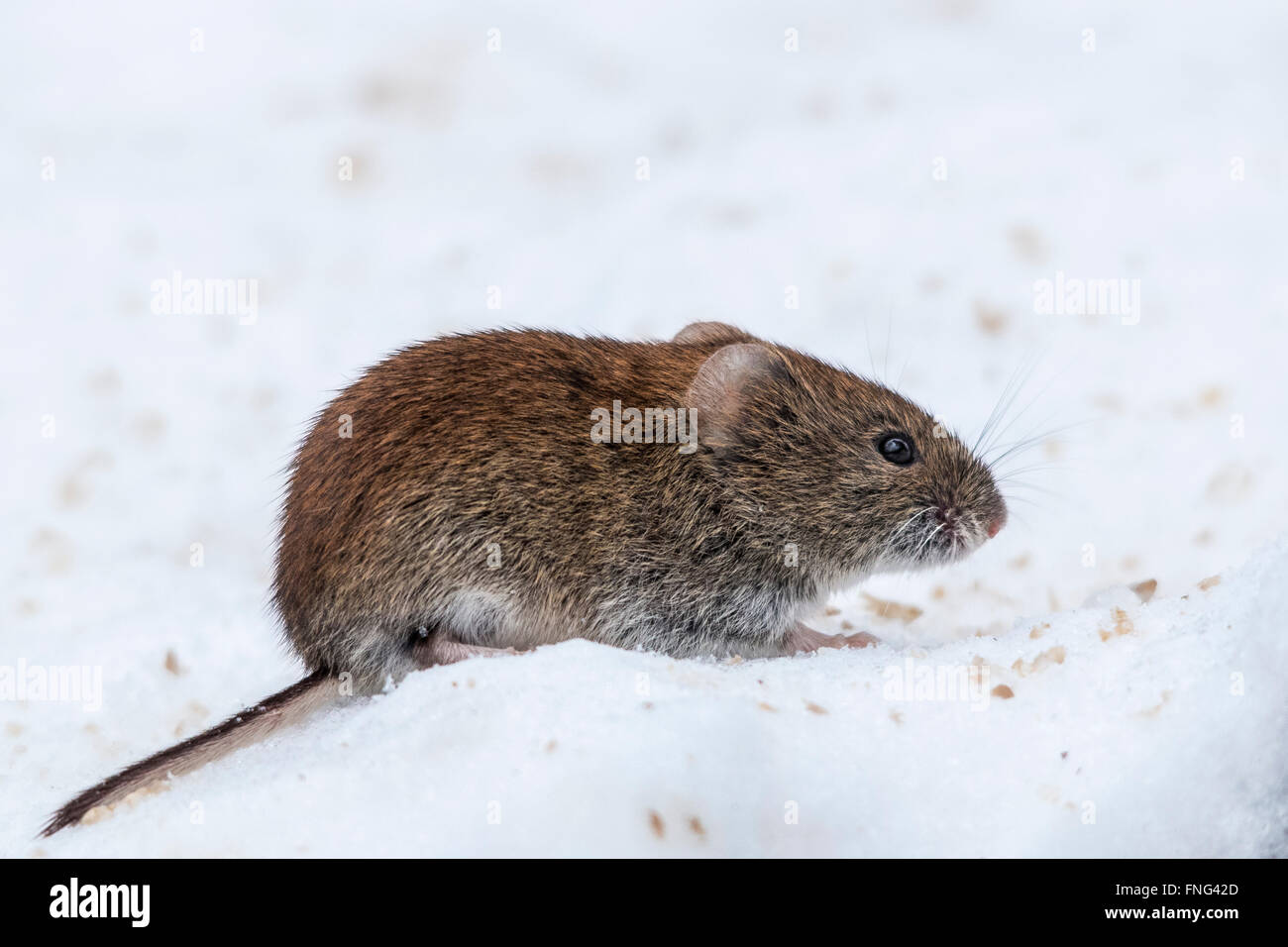 Rötelmaus (Myodes Glareolus) Stockfoto