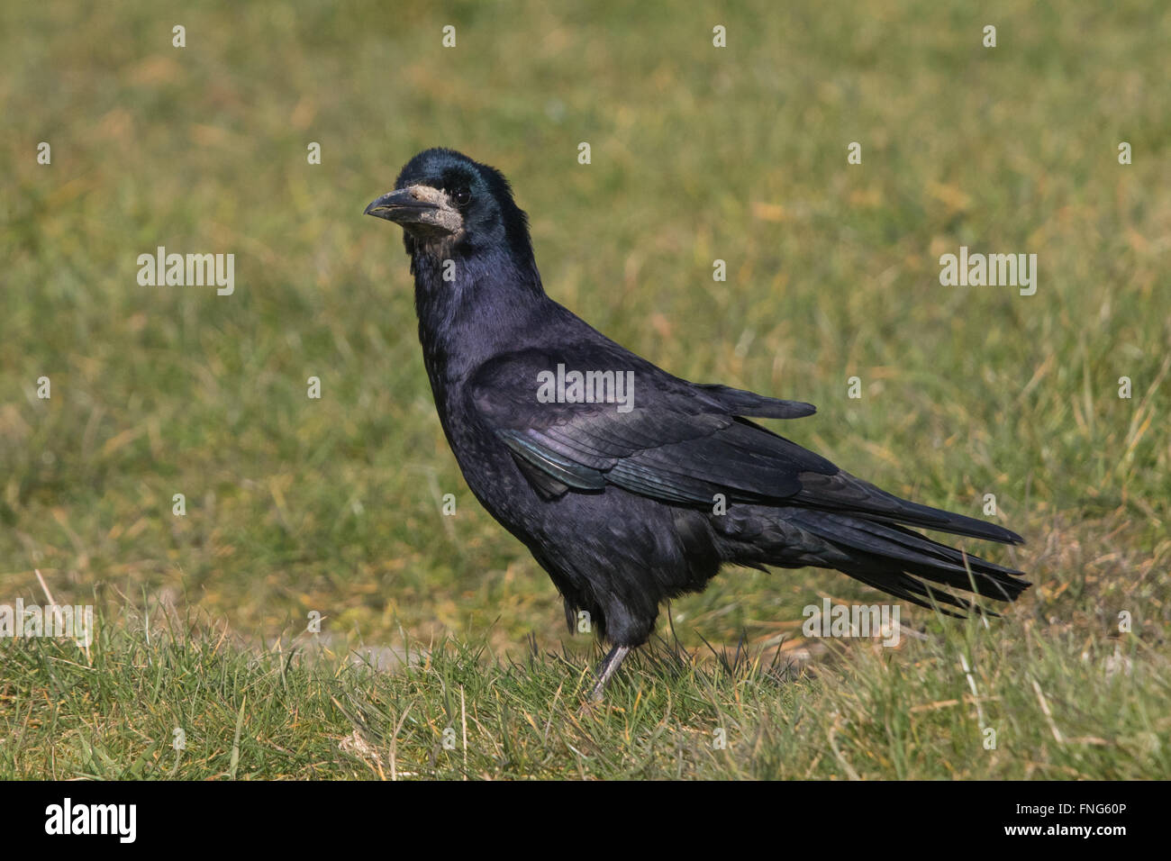 Turm (Corvus Frugilegus) Stockfoto