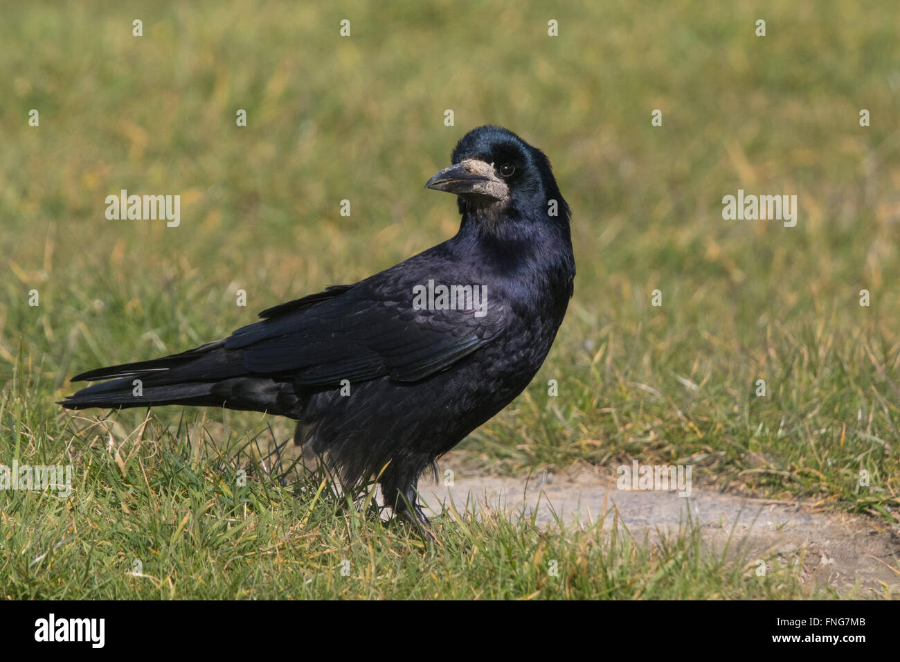 Turm (Corvus Frugilegus) Stockfoto