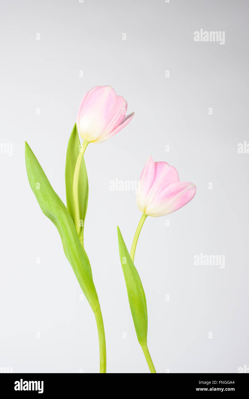 Ein paar rosa Tulpen vor einem weißen Hintergrund Stockfoto