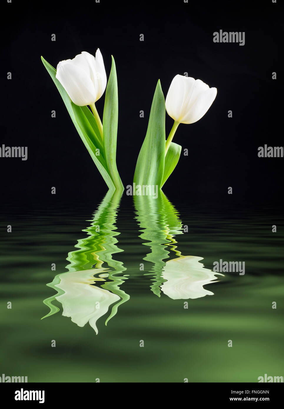 Digital manipulierte Bild von ein paar weiße Tulpen in einer Lache des Wassers reflektiert Stockfoto