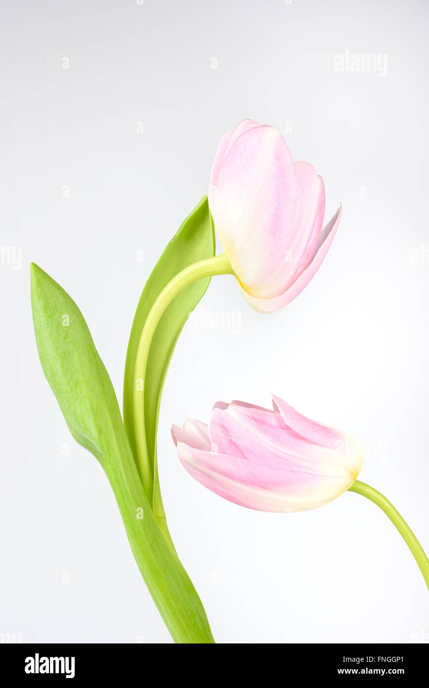Ein digital manipulierten Bild von ein paar rosa Tulpen vor einem weißen Hintergrund Stockfoto