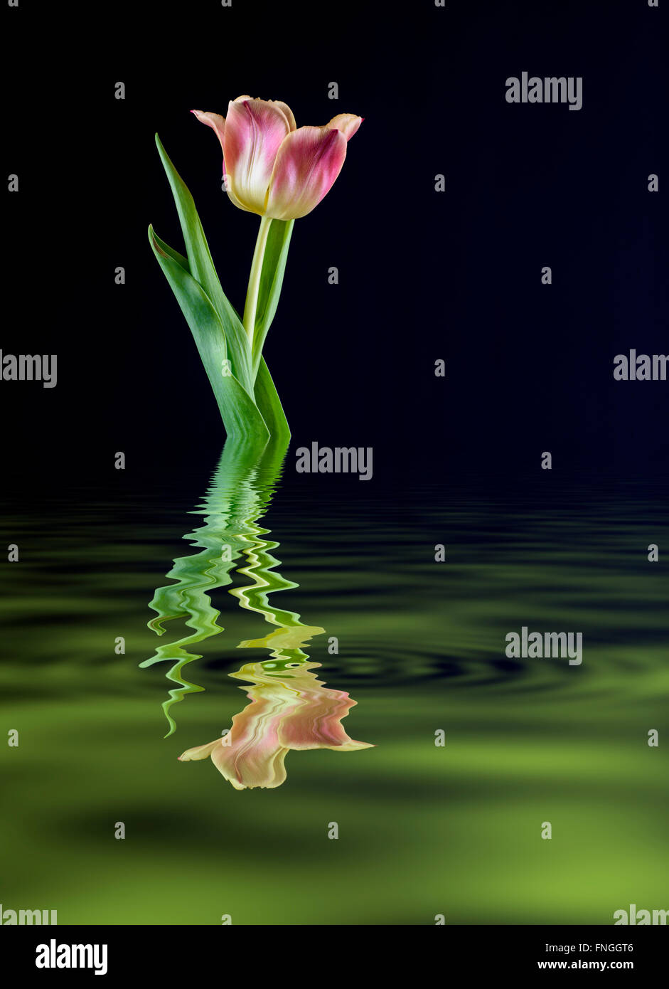 Digital manipulierte Bild einer rosa Tulpe reflektiert in einer Lache des Wassers Stockfoto