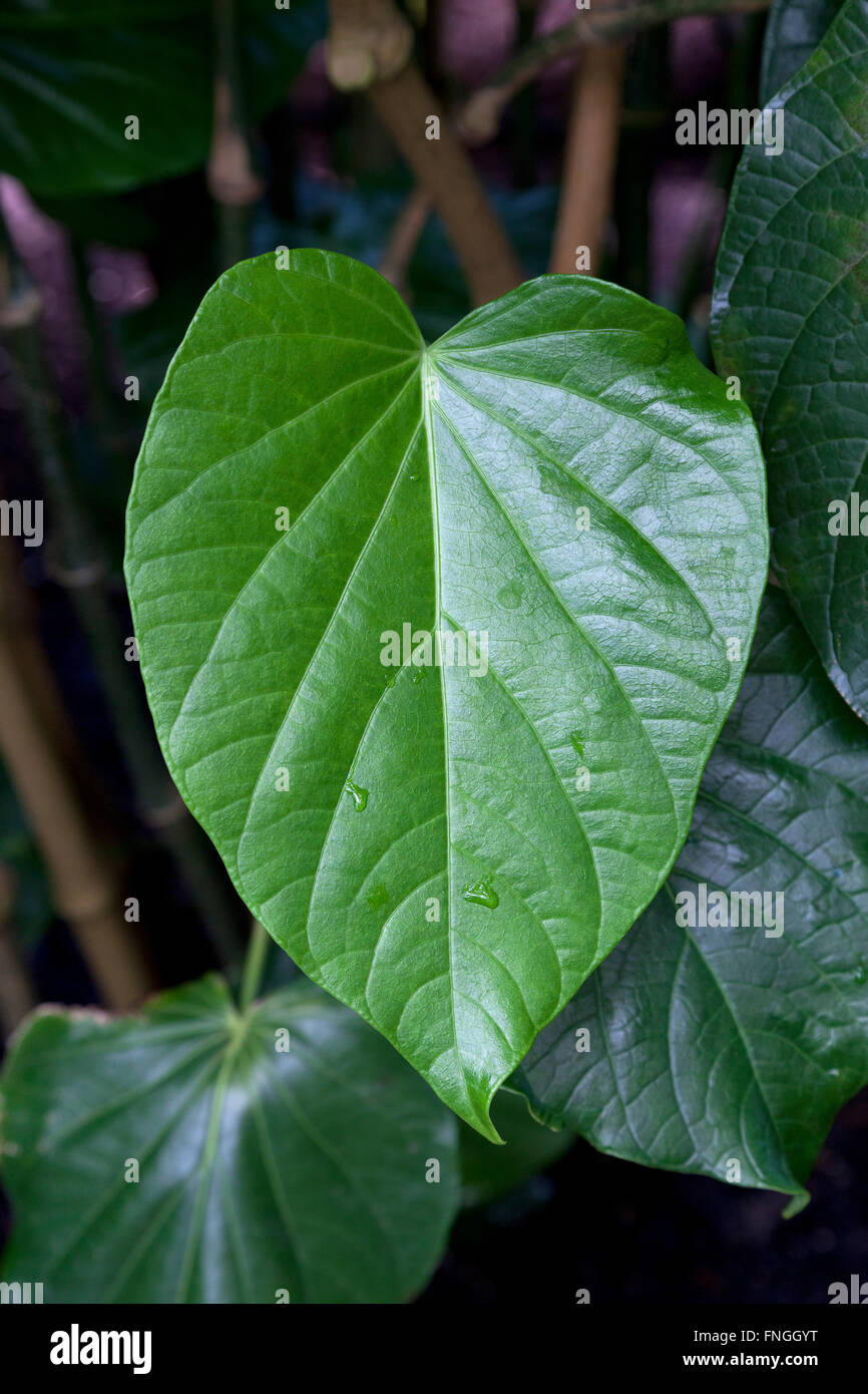 Kava-Blatt an einer Pflanze Stockfoto