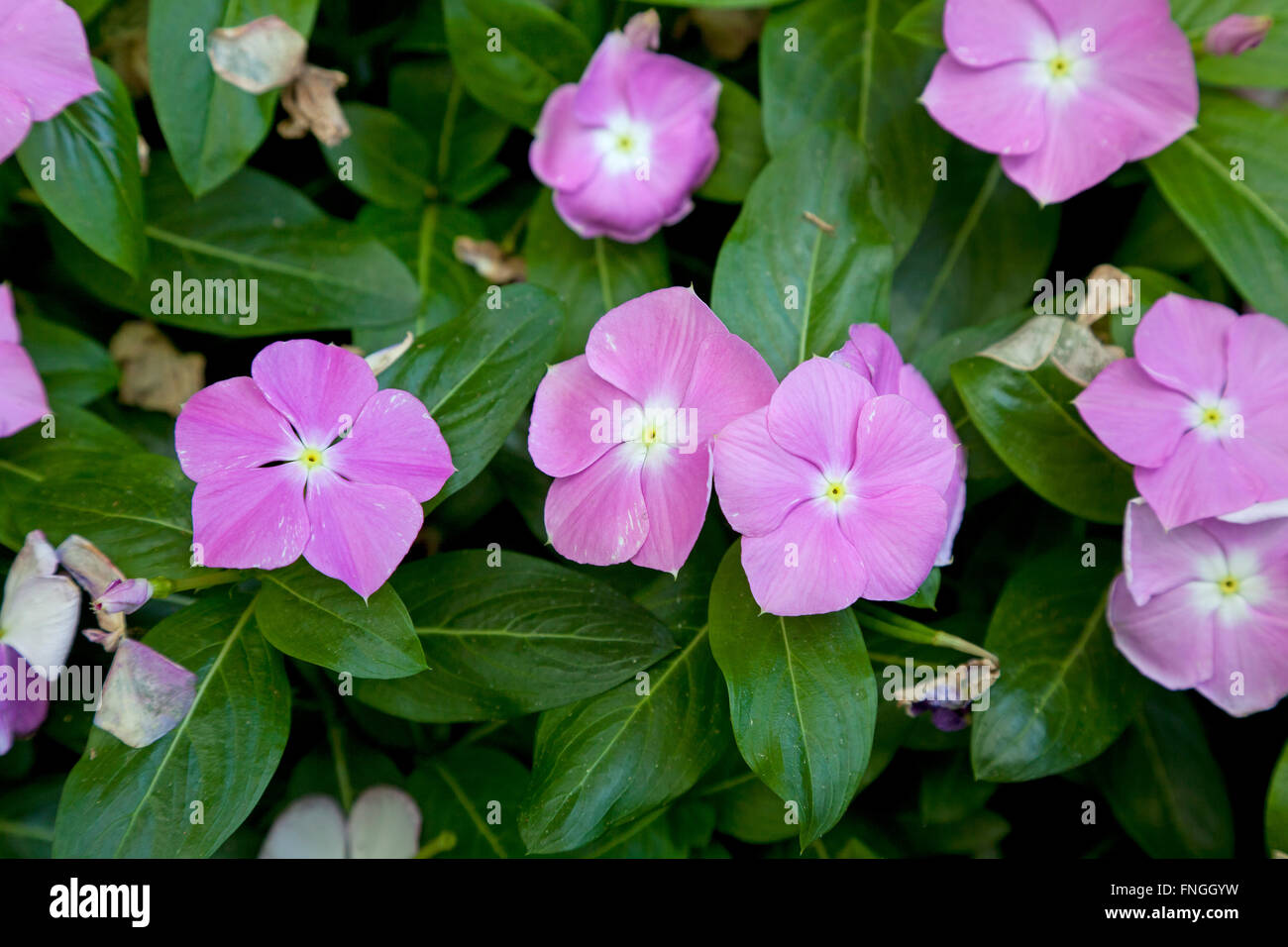 Rosa Immergrün Blumen Stockfoto