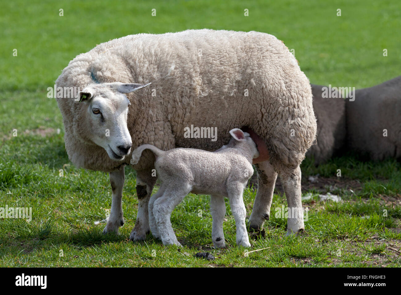 Litltle Lamm trinken mit ihrer Mutter Schafe auf der Wiese Stockfoto