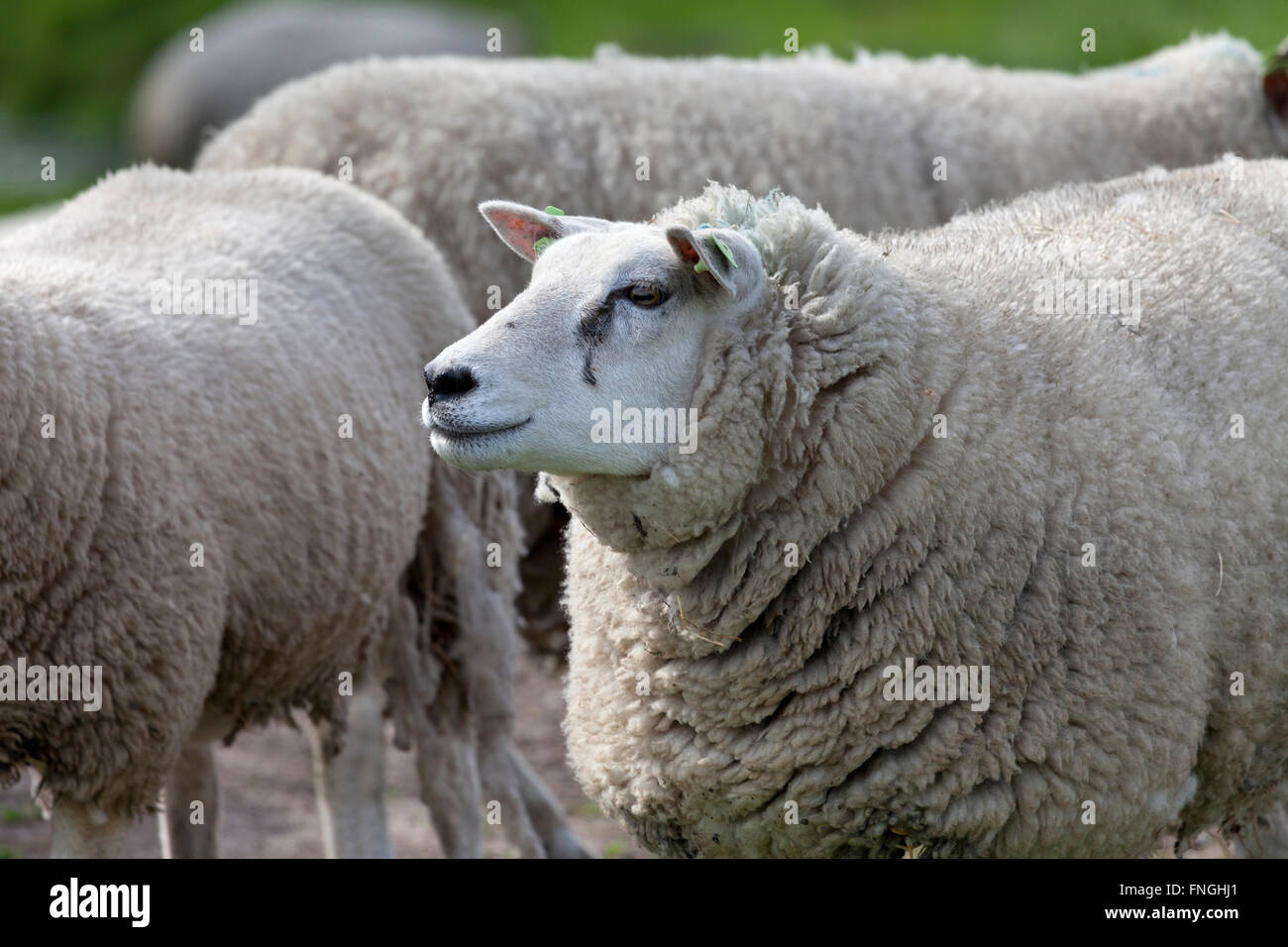 Schafe auf der Wiese Stockfoto