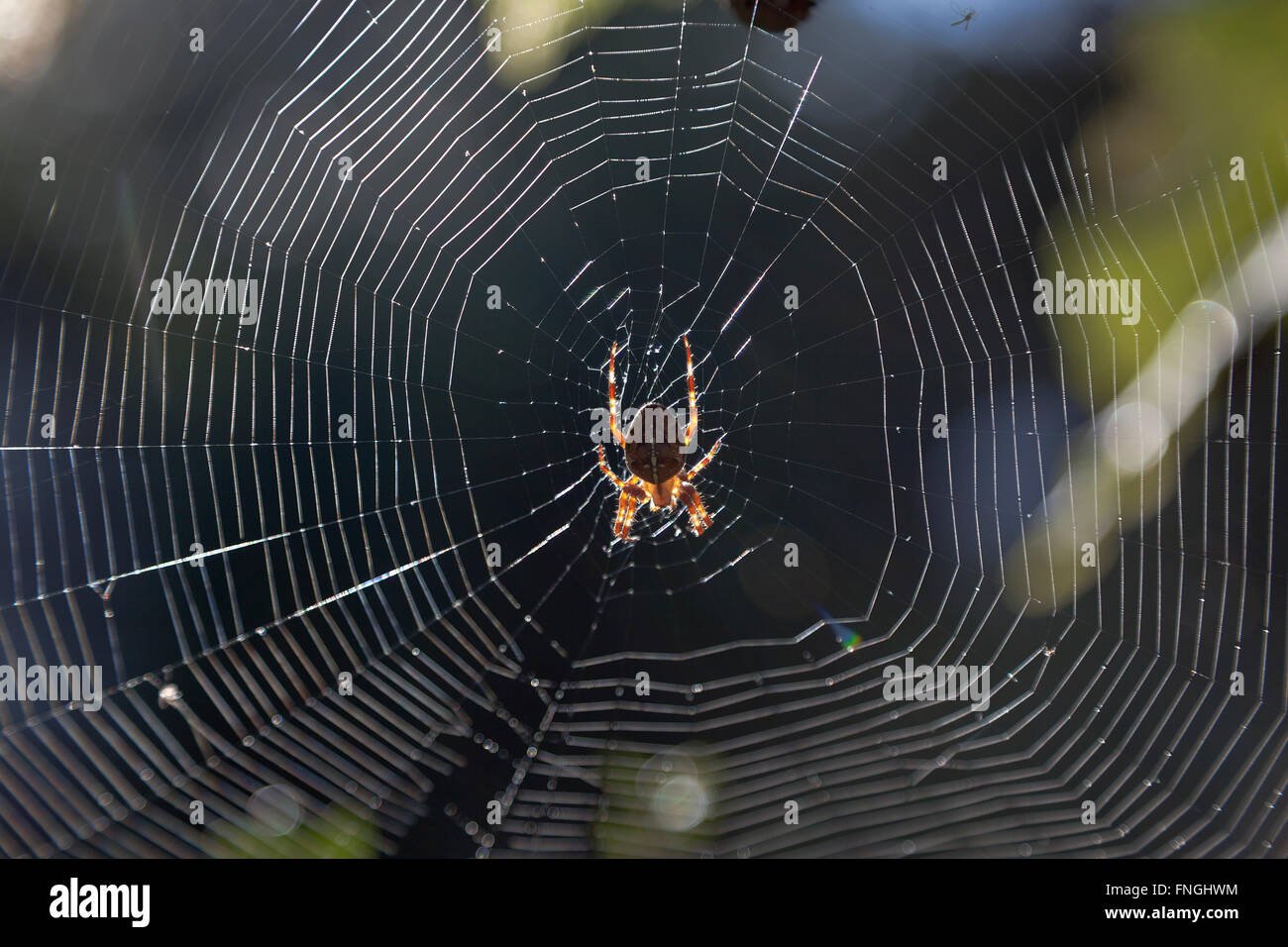 Spinnennetz im Garten Stockfoto