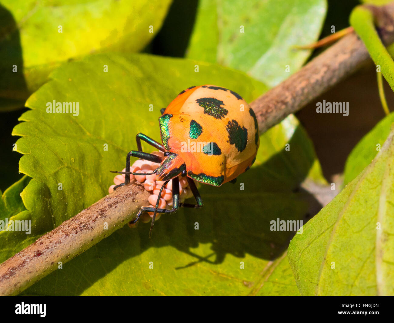 Harlekin Käfer. Fehler, Nahaufnahme, Makro, Insekten, Eiern Stockfoto