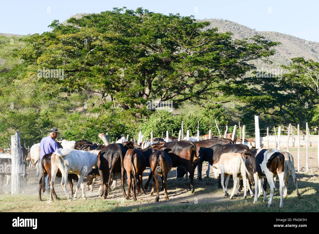 Santiago De Cuba, Kuba - 14. Januar 2016: Bauer führt seine Herde der Kühe in der Nähe von Santiago De Cuba, Kuba Stockfoto